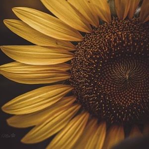 Meet your Posher, Daniela